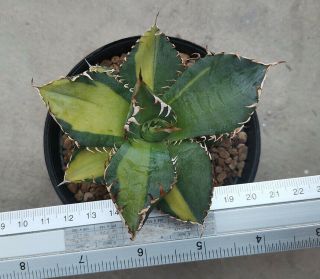 Agave titanota variegated rare small plants phytosanitary cactus haworthia 2