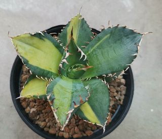 Agave titanota variegated rare small plants phytosanitary cactus haworthia 3