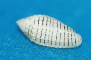 Mitra Pterygia Fenestrata 19.  2mm Kwajalein Atoll - Rare Miter Shell
