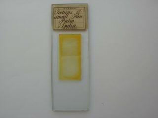 Antique Microscope Slide.  Sections Of Fan Palm From India By Norman.