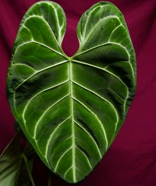 Anthurium Regale Rare Velvet Aroid Plant