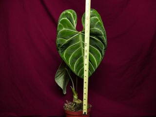 Anthurium Regale Rare Velvet Aroid Plant 3