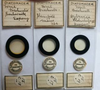 Very Fine Set Of 3 Antique Diatom Microscope Slides " Fossil Freshwater " By F&g