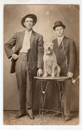 Antique Real Photo Post Card Two Dudes With A Bull Terrier Dog