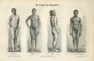 1894 Nude Men Body Shape Sicilian Japanese Papuan Zulu Antique Engraving Print