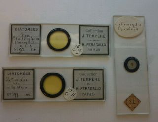 Fine Group Of 3 Antique Microscope Diatom Slides By J.  Tempere