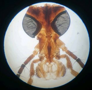Fine Antique Insect Microscope Slide " Head Of Crane Fly " By ?john Barnett