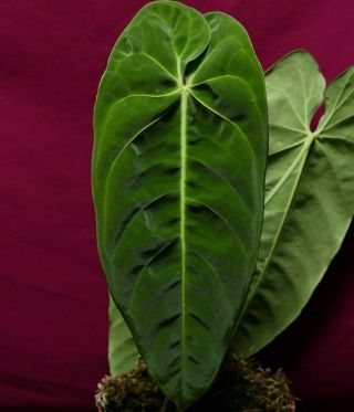 Anthurium Metallicum Aff Rare Velvet Aroid Plant