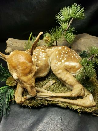 Rare Baby Whitetail Deer Newborn Fawn Taxidermy Full Body Mount Doe Buck Stuffed 3