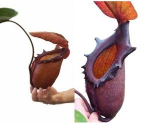 Nepenthes Rajah Be - 3152 Rare Tropical Carnivorous Pitcher Plant Grows Huge Traps
