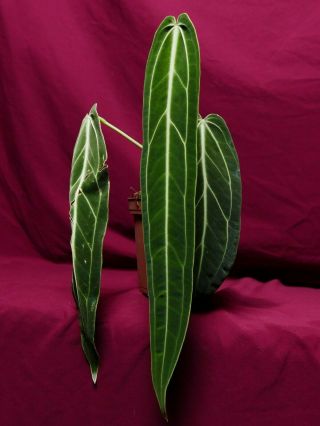 Anthurium Warocqueanum Narrow Rare Velvet Aroid Plant