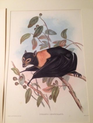 Bat Print Flying Fox Gould Mammals Australia Rare Hand Colored Stone Lithograph