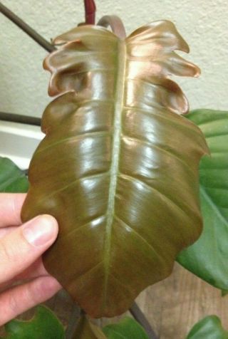 Rare Giant Aroid - Philodendron Caramel Marble - Large Plant