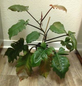 Rare Giant Aroid - Philodendron Caramel Marble - Large Plant 2