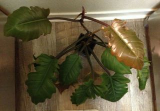Rare Giant Aroid - Philodendron Caramel Marble - Large Plant 3