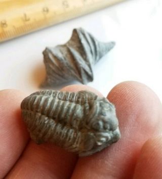 Group Flexicalymene Trilobites,  1 Rare Brachiopod - Indiana - 22 Fossils In All