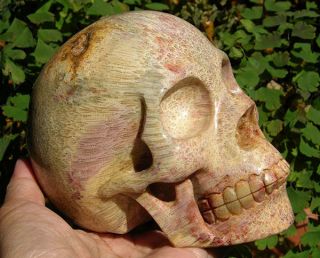 5 " Huge Coral Fossil Gemstone Crystal Skull Healing Skeleton Rare 1915