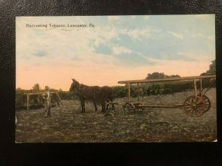 Antique Postcard C1915 Harvesting Tobacco Horse Cart Lancaster,  Pa (21474)