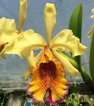 Cattleya Dowiana Aurea Statteriana Form Extremely Rare Historical Orchid Species