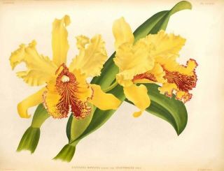 Cattleya dowiana aurea Statteriana form extremely rare historical orchid species 3