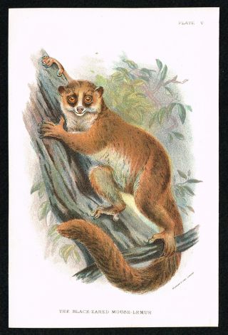 1896 Mouse Lemur Of Madagascar,  Antique Print - Lloyd 