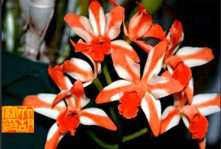 Japan Koi Lc Cattelya Orchid Flask Est - - 40 Fresh Plantlets Rare Exclusive Genre