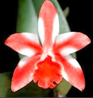 Japan Koi Lc Cattelya Orchid Flask Est - - 40 Fresh Plantlets Rare Exclusive Genre 2