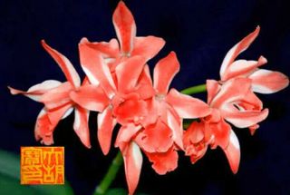 Japan Koi Lc Cattelya Orchid Flask Est - - 40 Fresh Plantlets Rare Exclusive Genre 3