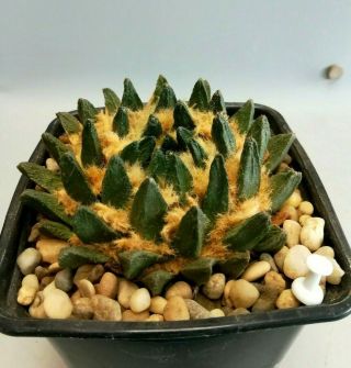Ariocarpus scapharostrus,  RARE.  cacti 仙人掌 cactus 선인장 サボテン 2