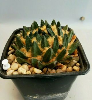 Ariocarpus scapharostrus,  RARE.  cacti 仙人掌 cactus 선인장 サボテン 3