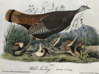 Very Rare - Audubon 1st Ed.  Octavo - Wild Turkey - Plate 288