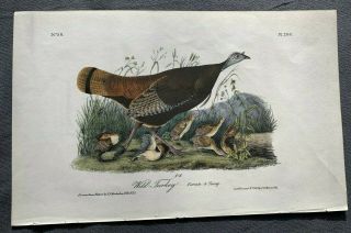 Very Rare - Audubon 1st Ed.  Octavo - Wild Turkey - Plate 288 2