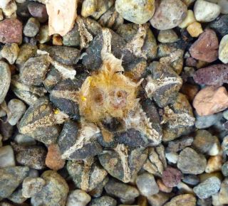 Rare Ariocarpus Lloydii X Kotschoubeyanus Own Roots From Seed No Crested D7