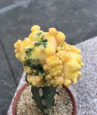 Astrophytum " Fricii " Variegated On Hybrid Stalk Size 8cm Rare & Cactus