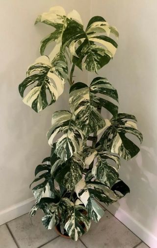 Extremely Rare Albo Variegated Monstera (rooted Cutting)