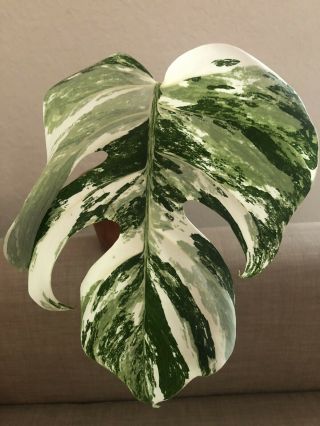 EXTREMELY RARE ALBO VARIEGATED MONSTERA (ROOTED CUTTING) 3