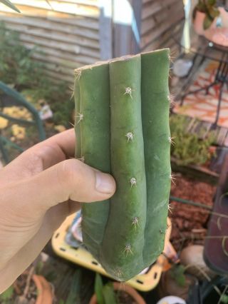 Trichocereus Pachanoi “landfill” 6” Fat Mid Cutting - Rare - Highly Sought After