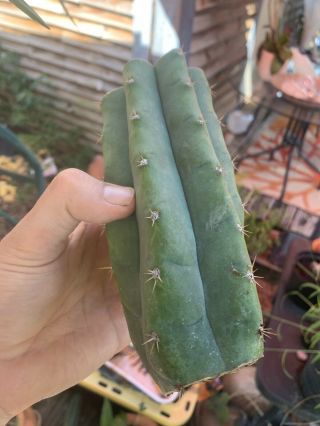 Trichocereus Pachanoi “LANDFILL” 6” FAT Mid Cutting - Rare - Highly Sought After 2
