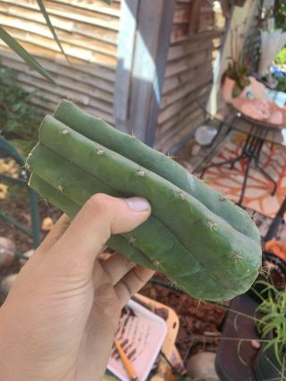 Trichocereus Pachanoi “LANDFILL” 6” FAT Mid Cutting - Rare - Highly Sought After 3