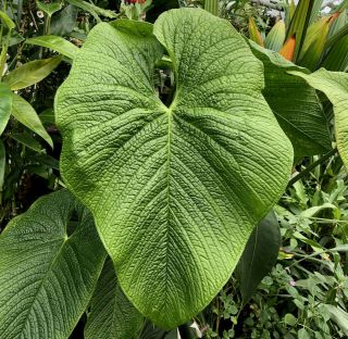 Anthurium Rugulosum– King Of The Pebble - Leaf Anthurium,  Rare Aroid,  Established
