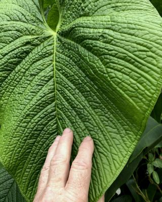 Anthurium rugulosum– King of the pebble - leaf anthurium,  rare aroid,  established 2