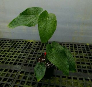 Anthurium rugulosum– King of the pebble - leaf anthurium,  rare aroid,  established 3