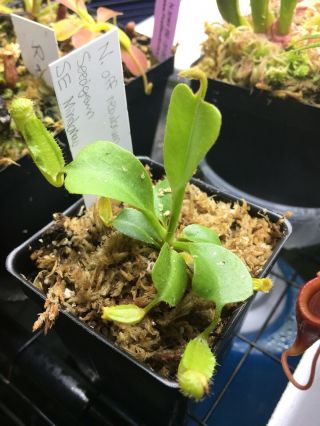 Nepenthes Nebularum Extremely Rare Carnivorous Plant Rob/truncata Relative