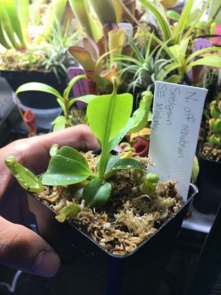 Nepenthes nebularum Extremely Rare Carnivorous Plant Rob/truncata relative 2
