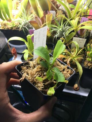 Nepenthes nebularum Extremely Rare Carnivorous Plant Rob/truncata relative 3
