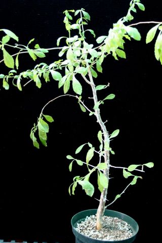 Commiphora Lindensis Seedgrownplant Rare Offer Myrrh Family Commiphora Lindensis
