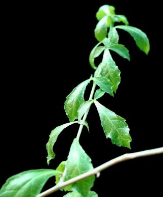 Commiphora lindensis SeedGrownPlant Rare Offer Myrrh family Commiphora lindensis 2