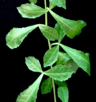 Commiphora lindensis SeedGrownPlant Rare Offer Myrrh family Commiphora lindensis 3