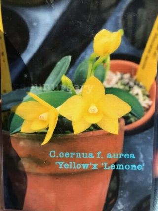 Sophronitis Cernua Forma Aurea `yellow X Lemon Near Bs / Rare