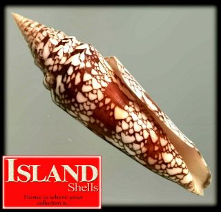 Giant Conus Milneedwardsi 161.  7mm Choice Rare Specimen